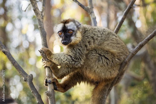 Fényképezés Lemur in their natural habitat, Madagascar.