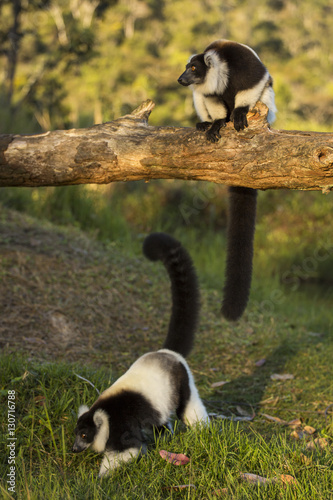 Fényképezés Lemur in their natural habitat, Madagascar.