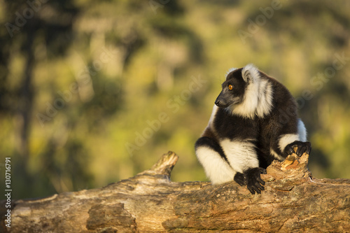 Vászonkép Lemur in their natural habitat, Madagascar.