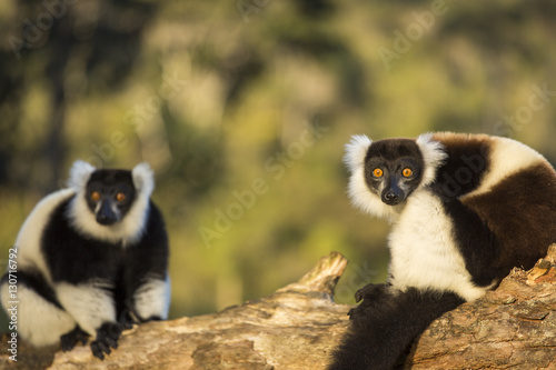 Vászonkép Lemur in their natural habitat, Madagascar.