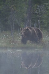 Wall Mural - brown bear with water reflection