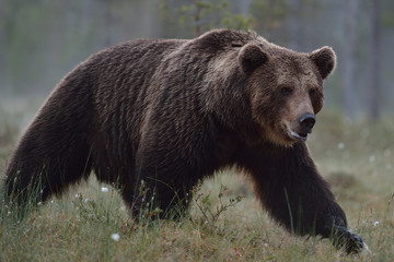 Wall Mural - big brown bear walking at summer night