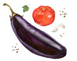 Watercolor illustration of vegetables tomato, eggplant, parsley, garlic, pepper 