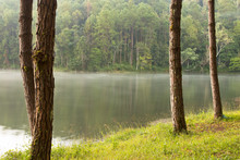 Tranquil scenery of lakeside forest