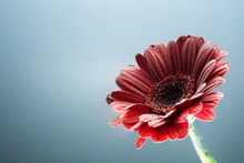 Postcard Red Gerbera Flower Closeup With Water Drops. Soft Grey Background