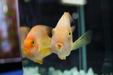 Parrot fish, two pair of beautiful glass aquarium decorative orange fish.