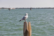 Seagull on wooden pile for navigation in Venice canal.