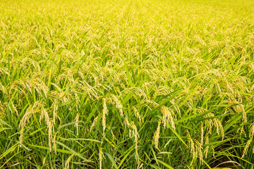 Wall Mural - Rice farmland