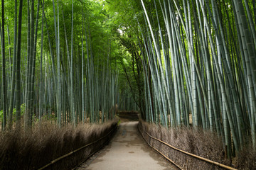  Arashiyama Bamboo Groves
