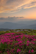 © pyvovarpavlo - rhododendron in the Carpathian mountains and dramatic sky
