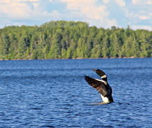 Loon On A Lake In Maine