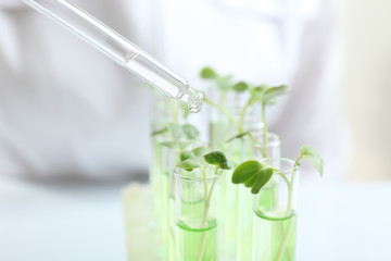 Wall Mural - Drop dripping from pipette into test tube with plant on light background