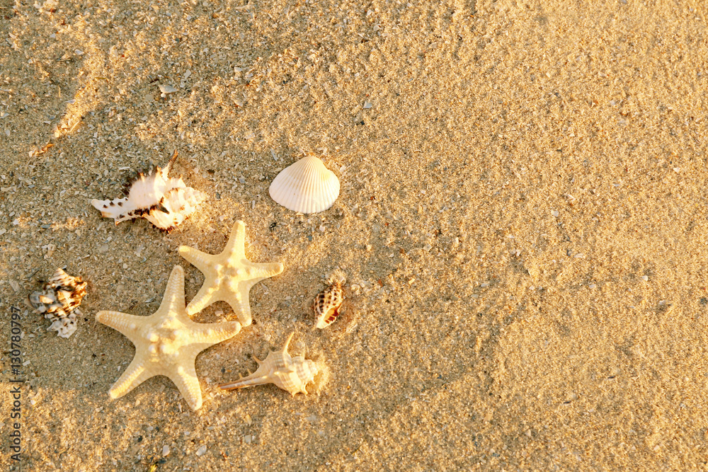 Sea shells and starfishes on sand, close up view