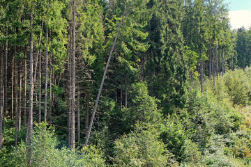 Poster - View of forest landscape