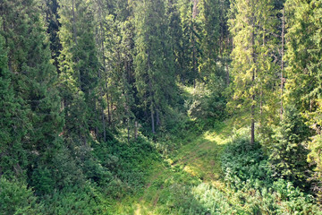 Poster - View of forest landscape