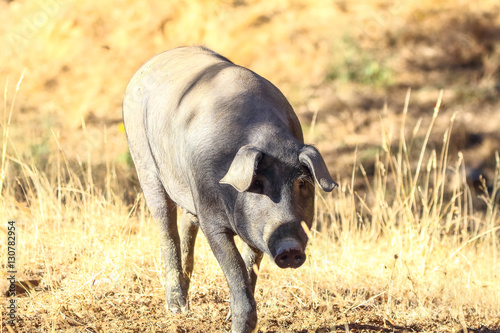 Foto Iberian pig feeding acorn in Huelva Mountains in Jabugo, Huelva