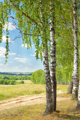 Poster - summer in sunny birch forest