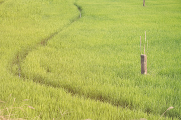 Asia rice farm landscape background