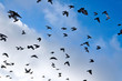 Flying pigeons in front of a blue sky
