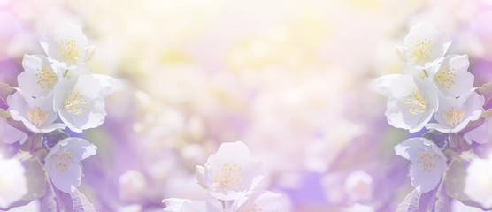 Aufkleber - Spring gentle background with bright blooming jasmine