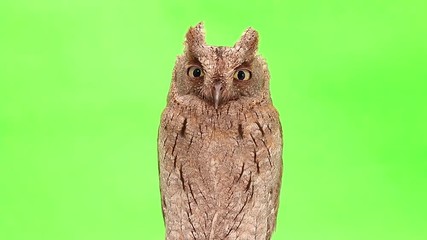 Sticker - European scops owl on green screen