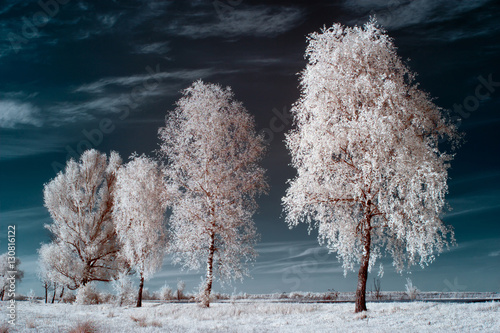 white birch Fototapeta