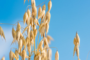 Wall Mural - golden ear of oats against the blue sky and cloud