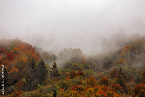 Foto Autumn rain in mountain forest. Colorful wood in clouds of fog