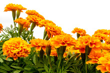 The Marigolds Field, Vivid Color Flower