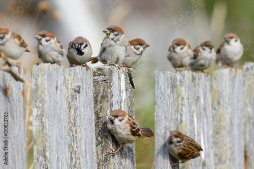 Fotografía Group of Tree Sparrows (Passer montanus) sitting on the fence.
