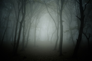 Foggy day into the haunted forest