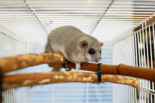 Cute Dormice  In The Cage