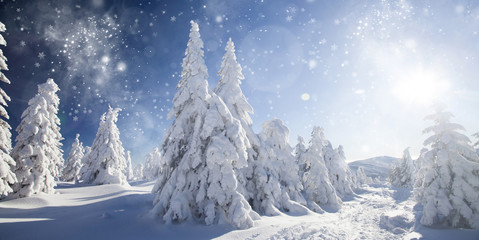 Wall Mural - Christmas background with snowy fir trees