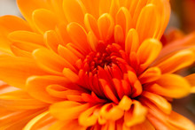 Orange Flower As A Background