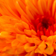 Orange Flower As A Background