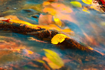 fall colored leaf resting on a moss covered rock with water flowing around it