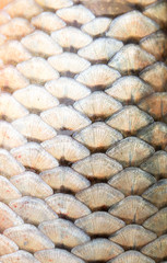 Sticker - scales of fish as background