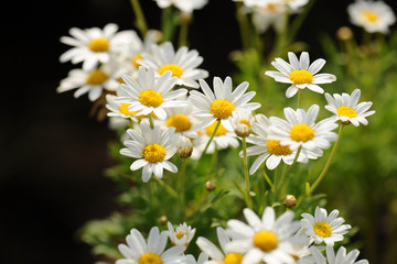 chamomiles in the nature