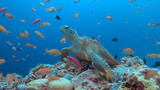 Fototapeta Do akwarium - Green Sea turtle on a colorful coral reef with plenty fish.