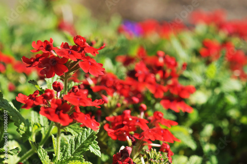 Fotografia Small red flower in the morning