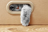 Fototapeta Koty - Cute cat in cardboard box