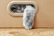 Cute Cat In Cardboard Box