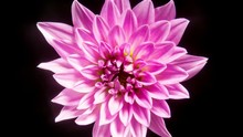 Time Lapse - Blooming Pink Dahlia Flower, Close Shot