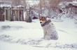 Sad dog sitting in the snow. Snowfall. Dog looking at the camera.