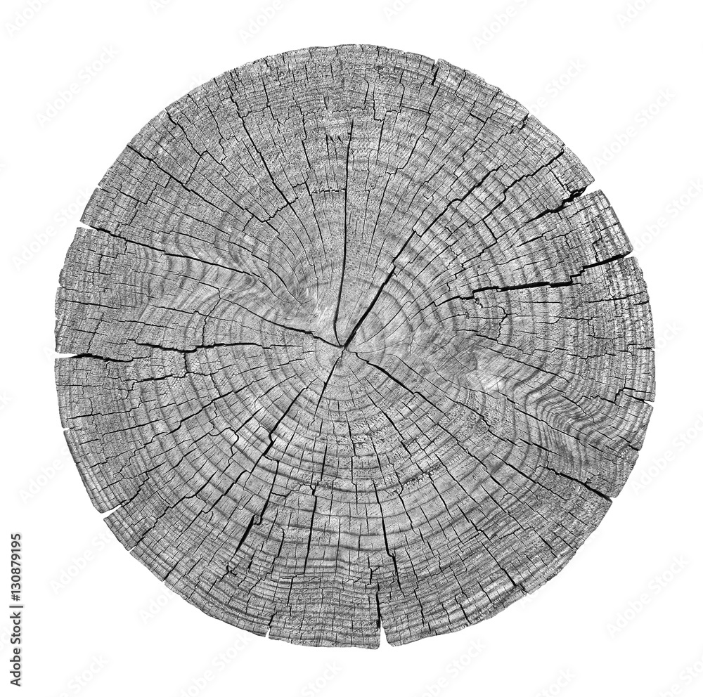 Cross section of tree trunk showing growth rings on white background ...