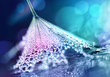 © Laura Pashkevich - Flower dandelion seeds in drops dew rain sparkle in rays light close-up macro. Abstract art background for design, beautiful round bokeh, blurry soft blue background. Bright colorful artistic image.