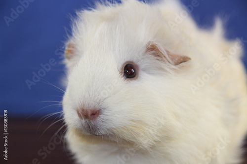 Weisses Meerschweinchen Buy This Stock Photo And Explore Similar Images At Adobe Stock Adobe Stock