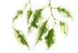 Watercolor leaves of ficus