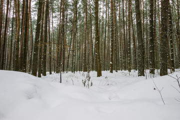 Landscape of winter pine forest covered with frost at mainly clo