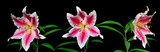Three elegant spotted pink lily flowers